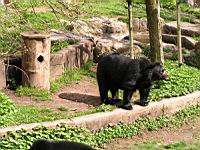 Ours a lunettes - Parc de la Tete d'Or (49)